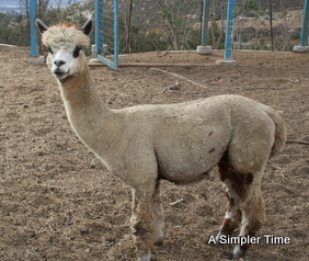 Calypso's Center Stage